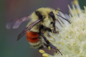  A Hunt’s Bumble Bee (Bombus huntii) has orange-colored bands on the abdomen.