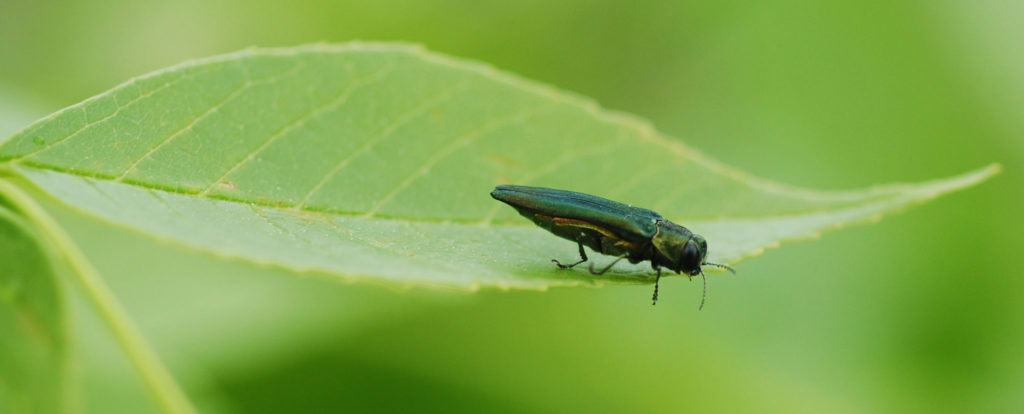 Emerald Ash Borer Adult on a leaf