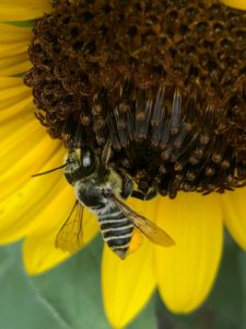  A leafcutter bee (Megachile sp.) visiting a sunflower. 