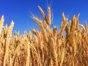 A close up shot of wheat in a field