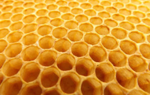 Macro shot of honeycomb