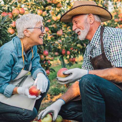 Two farmers smile at each other while harvesting apples