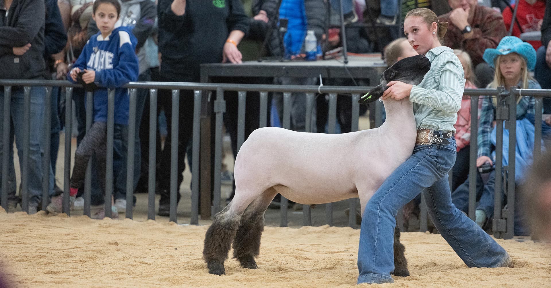 4-H member Lexi Vrabec shows her sheep “Ironman” Jan. 14 in the showmanship competition on Colorado State University Day at the National Western Stock