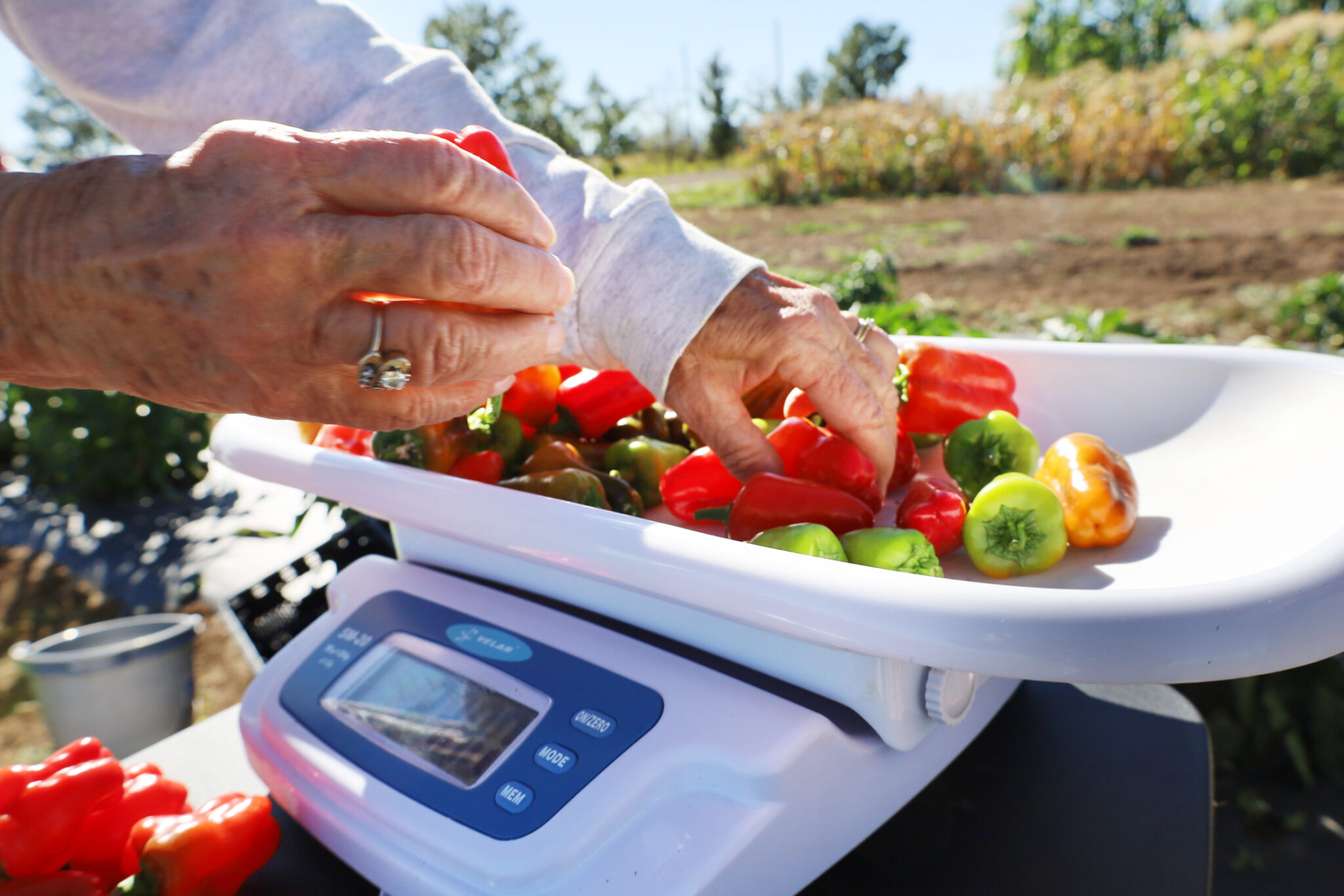 A person puts sweet peppers on a scale with a field in the background