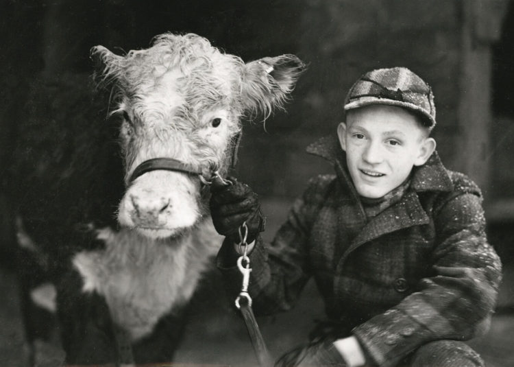 4-Her Benny Shader won a calf and a trip to Hollywood. Photo: CSU Archives & Special Collections