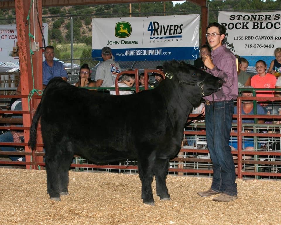 Dane Devries, current 4-H vice president, shows a steer at a county fair.