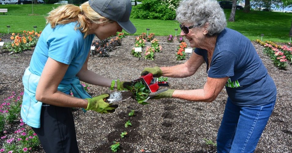 Colorado Master Gardeners plant starts in a community garden.