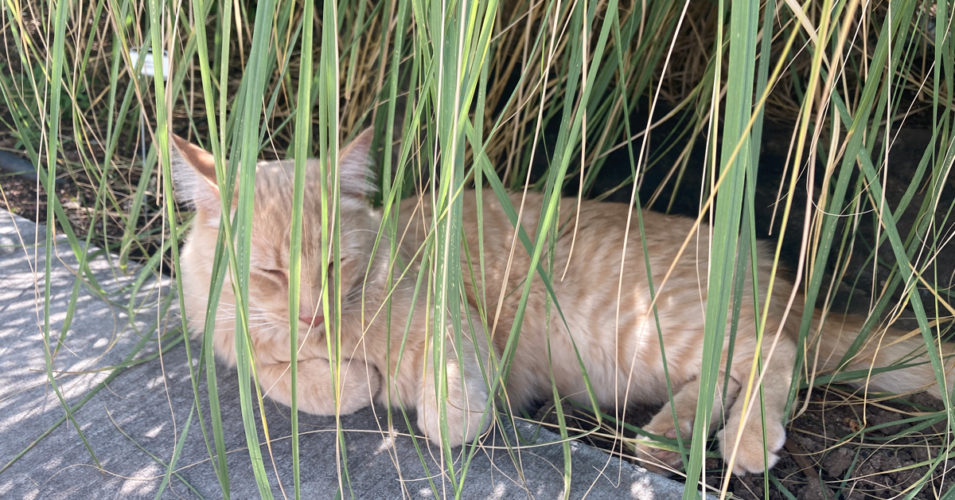 a cat relaxes under long grasses