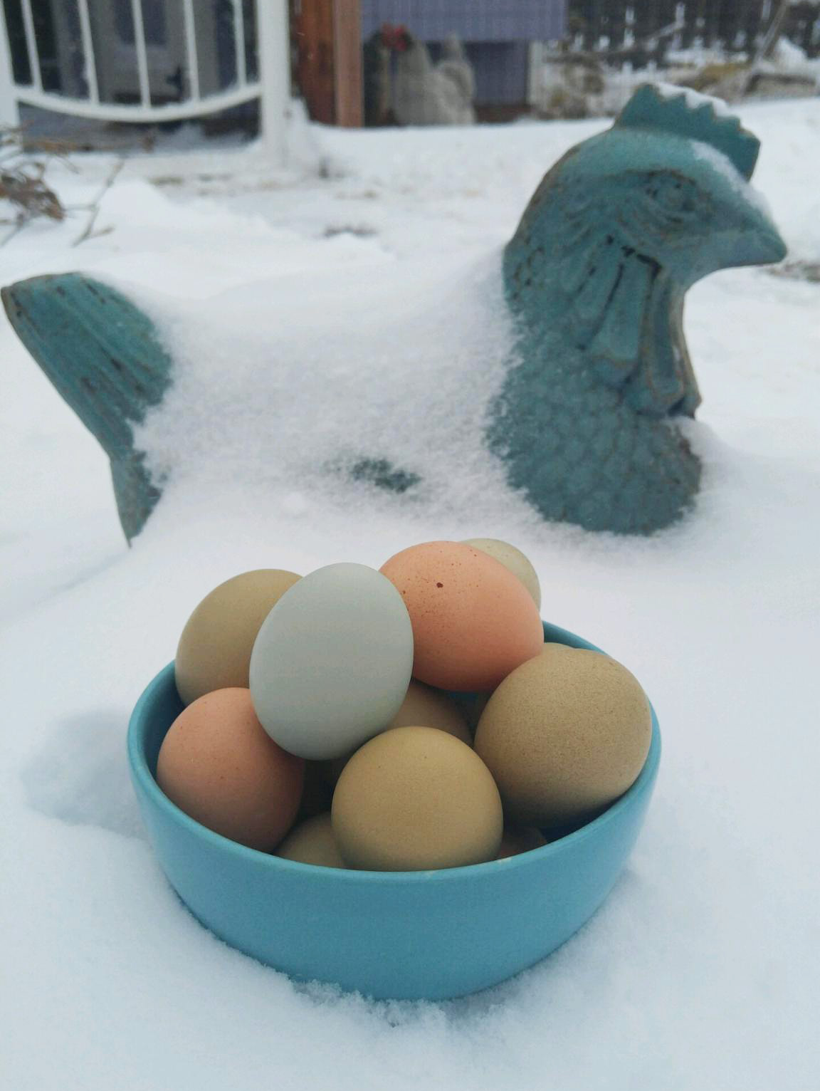 Eggs in a bowl in the snow