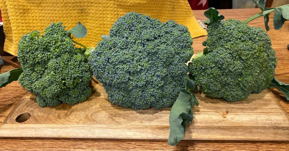Three heads of ‘Nutribud’ broccoli