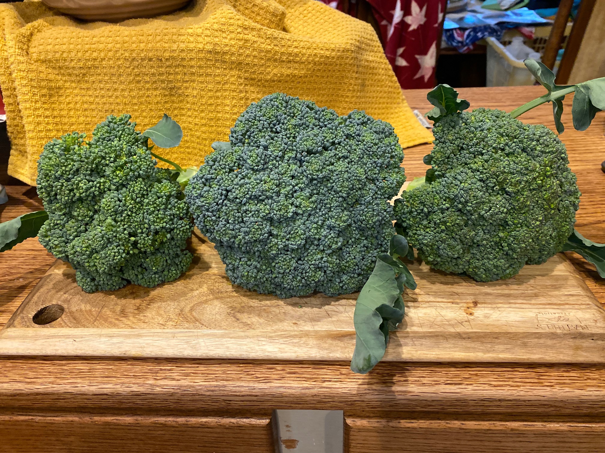 Three heads of ‘Nutribud’ broccoli