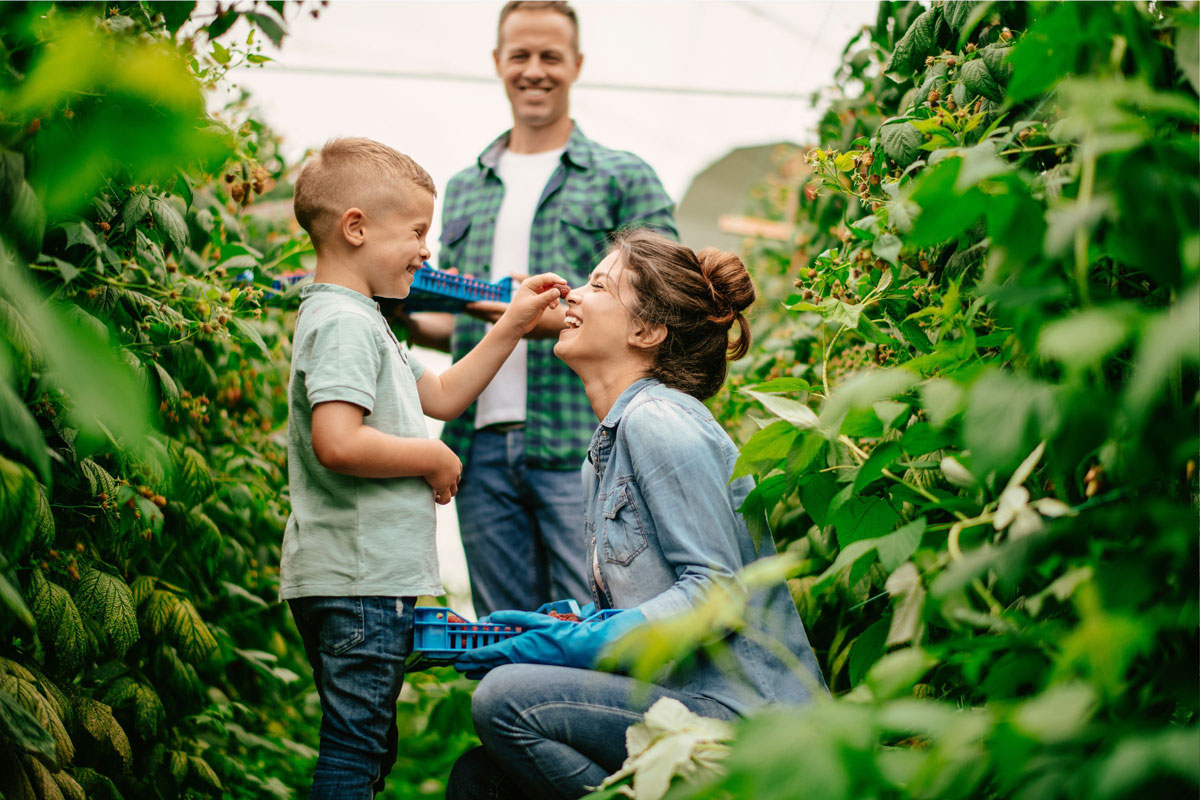 A young boy puts a raspberry on his mom's nose while his family picks berries on a farm