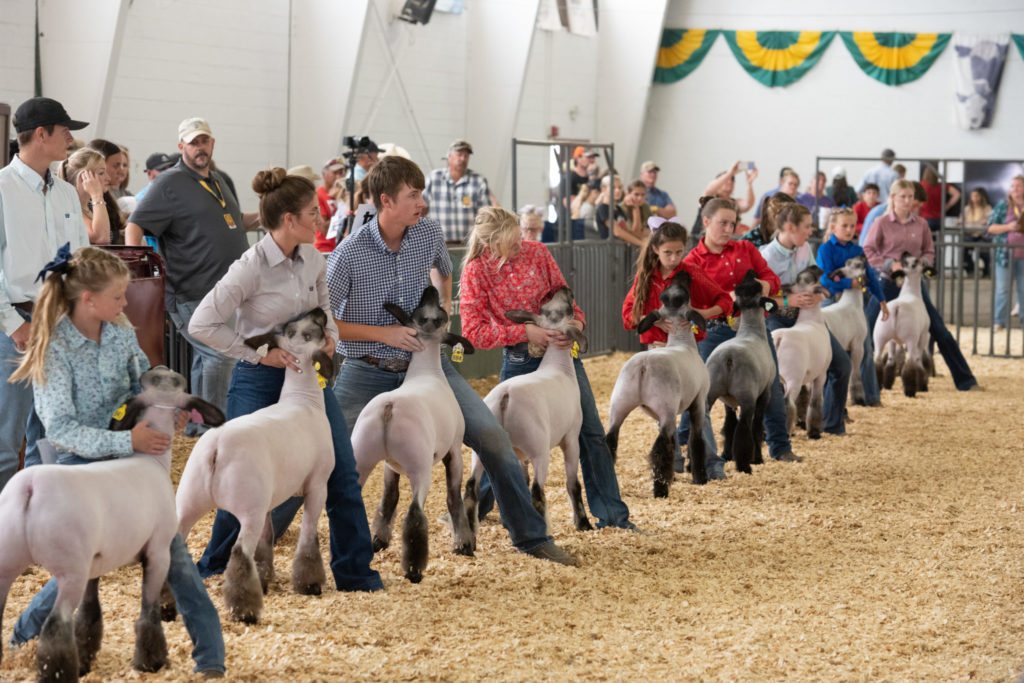 4-H participants with sheep at the Colorado State Fair