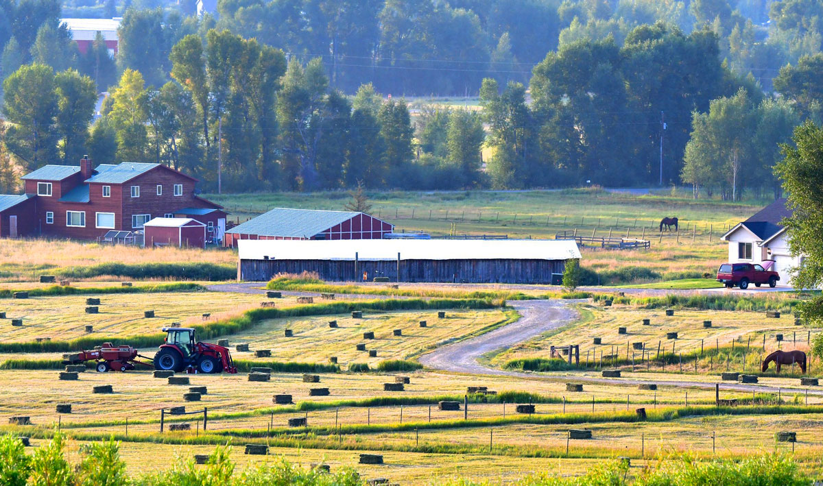 Dozens of hay bales sit in an open field