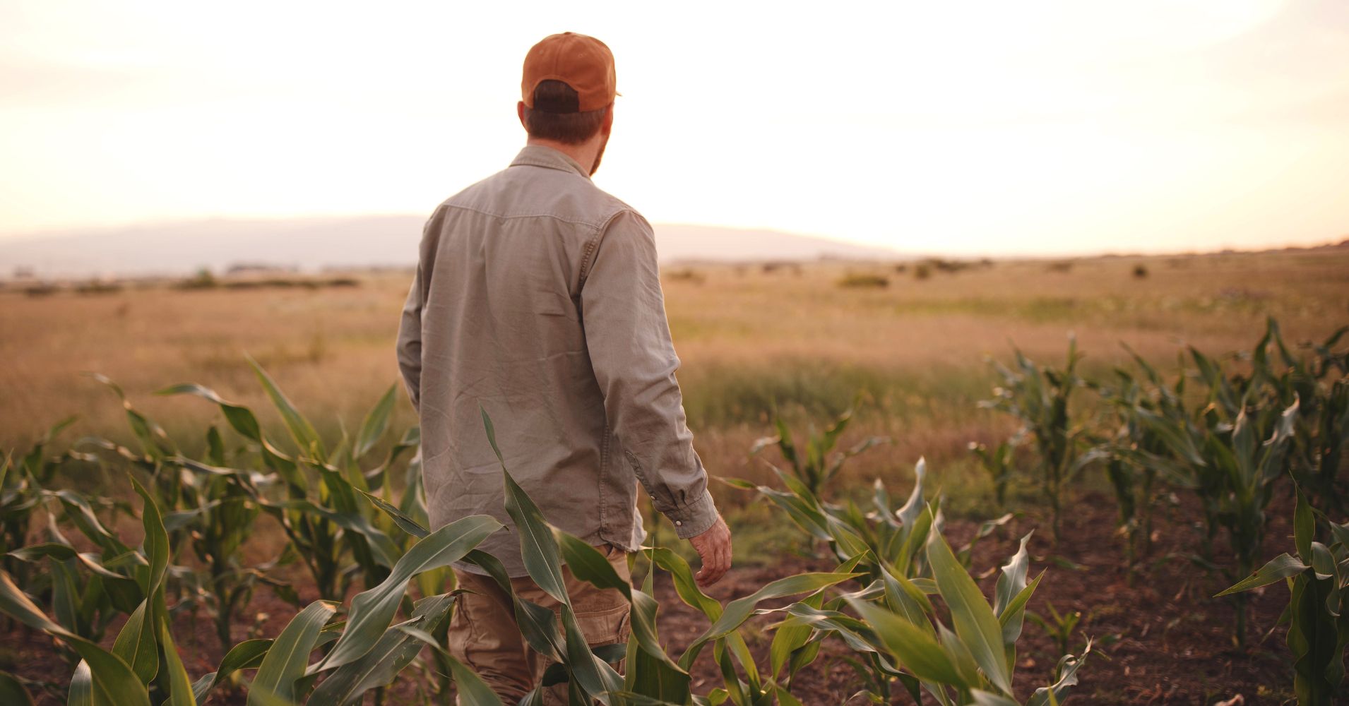 A man stands in a corn field with plants rising up to his waist looking out at the sunset