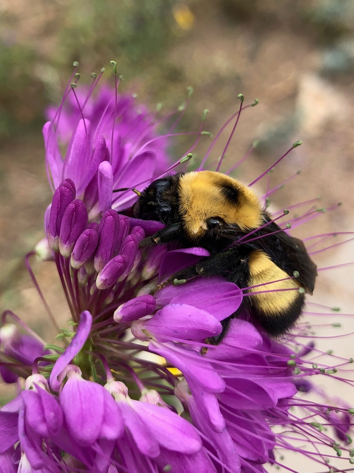 A queen bumble bee (Bombus nevadensis) foraging on Rocky Mountain bee plant