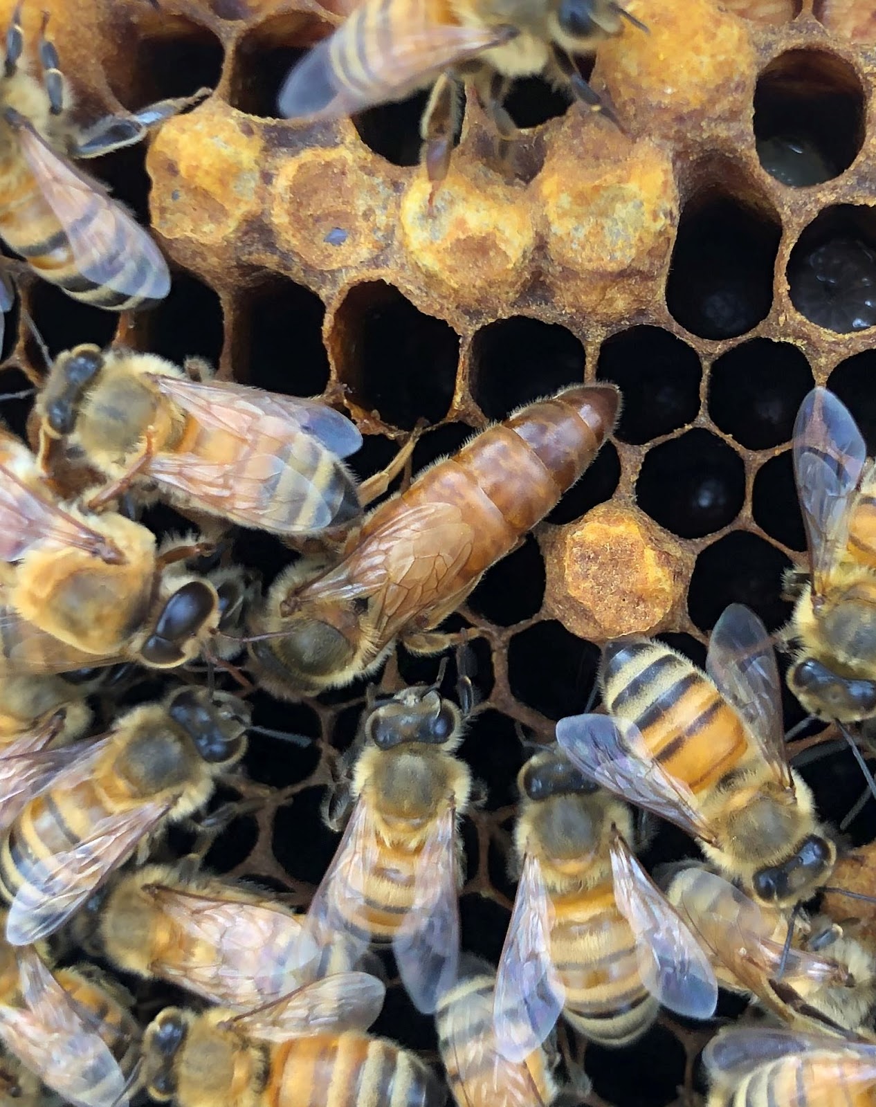 The worker bees in the hive cluster around the queen during the winter to keep her warm and safe