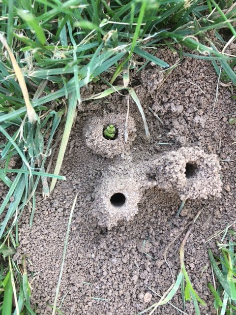 An underground, solitary bee nest (Agapostemon sp.)