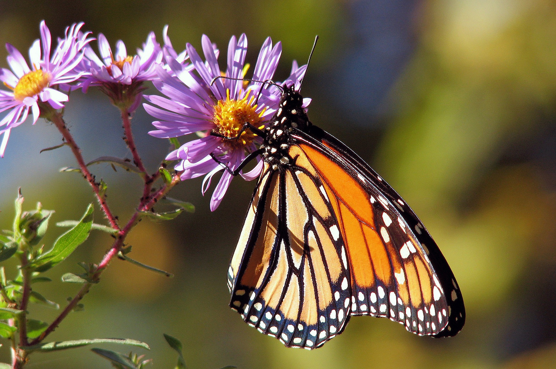 A Monarch butterfly pollinates a purple flower.