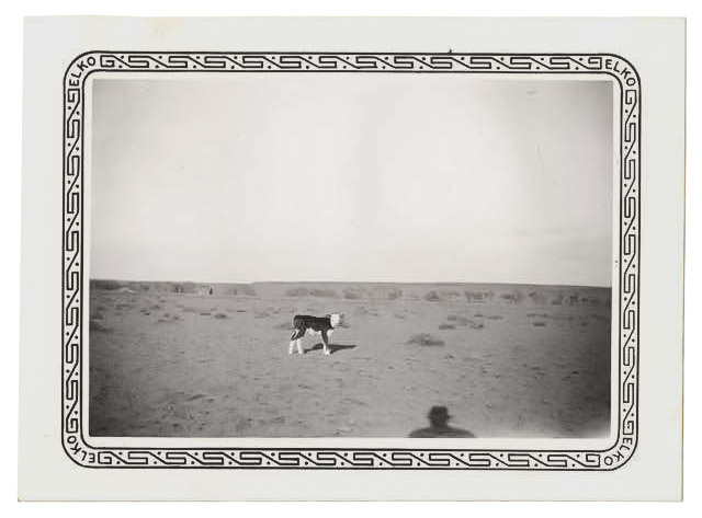 A small calf in a barren field