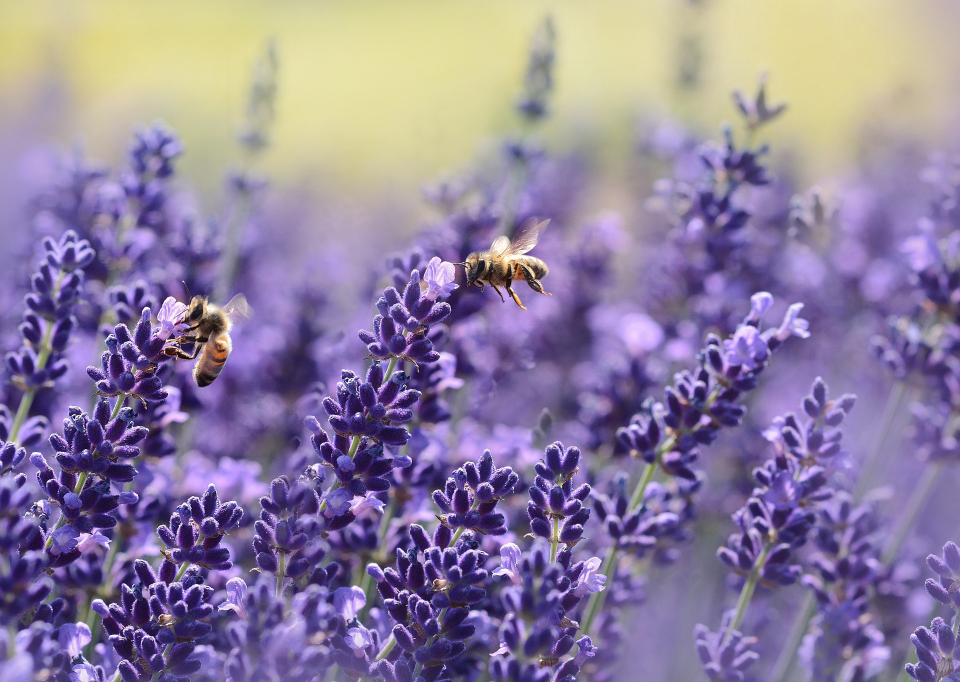 Bees pollinate a lavender plant