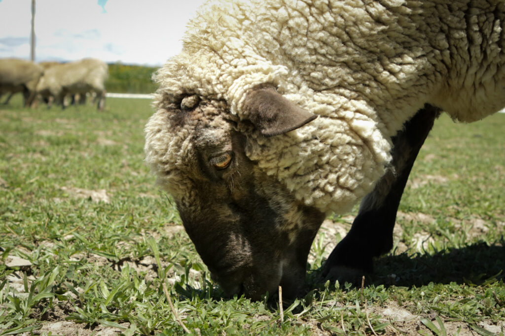 A sheep eats grass