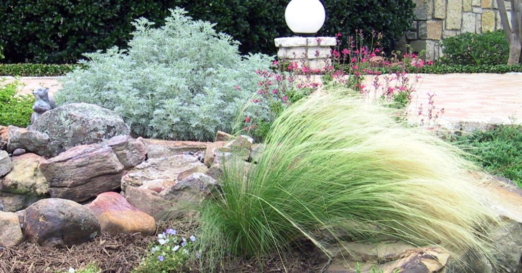 Grass and a blue-gray bush surrounded by landscaping rocks