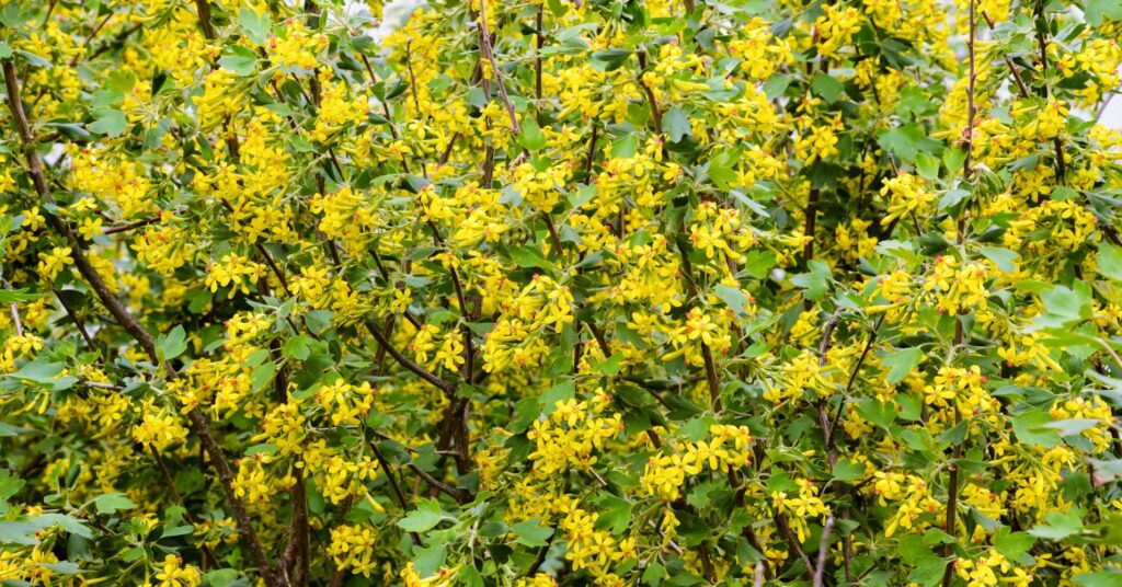 Yellow flowers on a currant bush