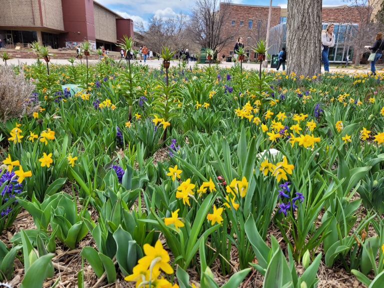 Flowers blooming in a flower bed on college campus with people walking by.