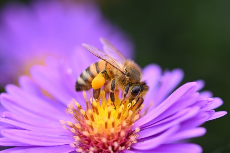 A bee pollinates a purple flower.