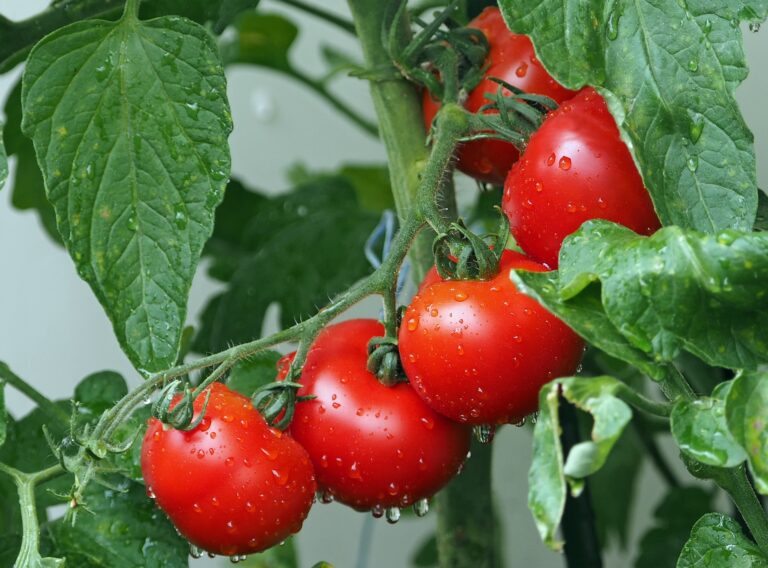 Red tomatoes growing on a vine.